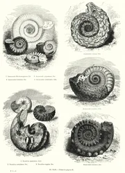 Fossili di ammoniti e nautilus