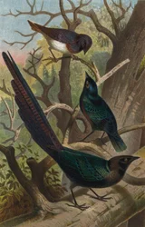 Storni lucenti