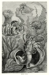 Granchi eremiti (incisione)