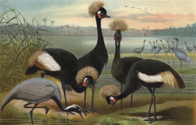 Gru della Vergine e del Pavone