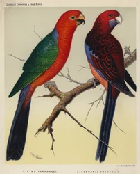 Parrocchetto reale, parrocchetto di Pennant