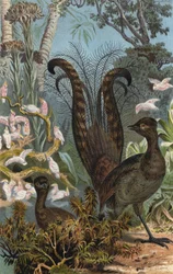 Uccello Lira