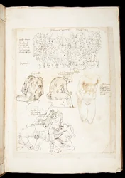 Ms 701 fl.34v, Disegno che include una vista dello Spinario da dietro, fine XV secolo