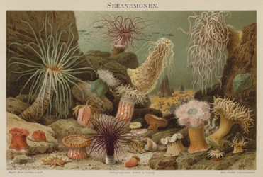 Anemoni di mare