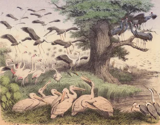 Vari uccelli africani