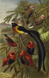 Uccello tessitore