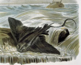 Aquila di mare (Myliobatis aquila) Incisione da un disegno di F. Padró. Incisione