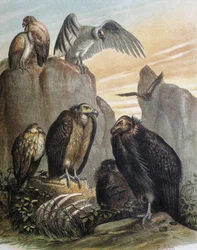 Incisione da un disegno di F. Padro