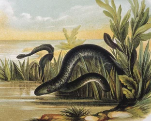 Incisione da un disegno di F.Padro