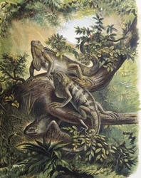 Iguane. Specie di lucertola. Incisione da un disegno di F. Padró.