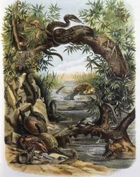 Rettili e crostacei (incisione)