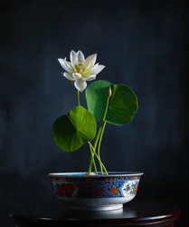 Serenità del loto bianco