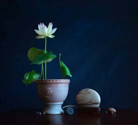 Natura morta con loto Zen