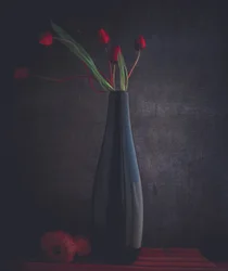 Eleganti tulipani rossi