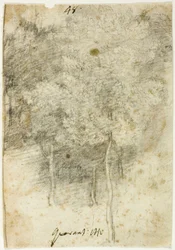 Boschetto di alberi