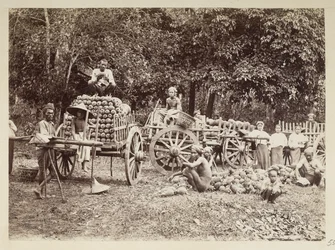 Caricamento di ananas raccolti su carri, Birmania, Collezione Elgin: 
