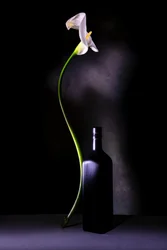 Elegante natura morta con calla