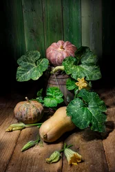Raccogli zucche e zucche ornamentali