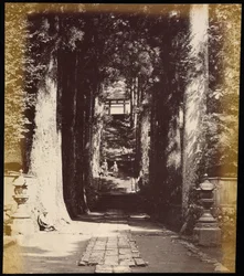 Viale di alberi che conduce a un tempio a Hakoni