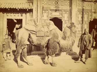 Cammello battriano con il suo conducente, 1860 circa