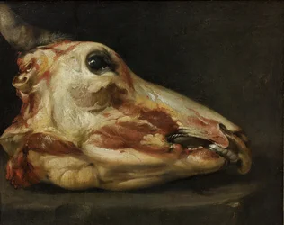 Testa scuoiata di un giovane toro