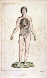 Illustrazione anatomica di F. E. Guerin. Da Dictionnaire pittoresque d