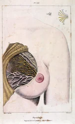 Illustrazione anatomica di F. E. Guerin. Da Dictionnaire pittoresque d