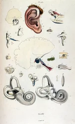 Illustrazione anatomica di F. E. Guerin. Da Dictionnaire pittoresque d