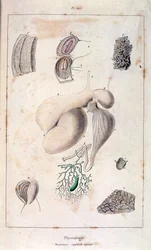 Illustrazione anatomica di F. E. Guerin. Da Dictionnaire pittoresque d