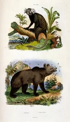 Illustrazione botanica e zoologica di F. E. Guerin. Da Dictionnaire pittoresque d