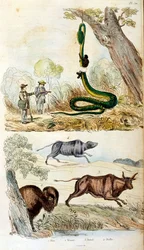 Illustrazione botanica e zoologica di F. E. Guerin. Da Dictionnaire pittoresque d