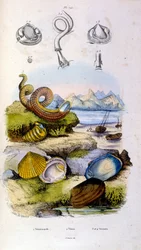 Illustrazione botanica e zoologica di F. E. Guerin. Da Dictionnaire pittoresque d