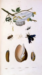 Illustrazione botanica e zoologica di F. E. Guerin. Da Dictionnaire pittoresque d