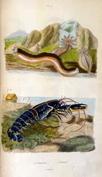 Illustrazione botanica e zoologica di F. E. Guerin. Da Dictionnaire pittoresque d