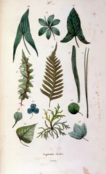 Illustrazione botanica e zoologica di F. E. Guerin. Da Dictionnaire pittoresque d