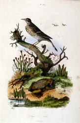 Illustrazione botanica e zoologica di F. E. Guerin. Da Dictionnaire pittoresque d