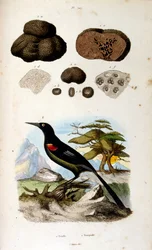 Illustrazione botanica e zoologica di F. E. Guerin. Da Dictionnaire pittoresque d