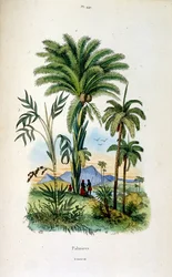 Illustrazione botanica e zoologica di F. E. Guerin. Da Dictionnaire pittoresque d