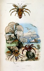 Illustrazione botanica e zoologica di F. E. Guerin. Da Dictionnaire pittoresque d