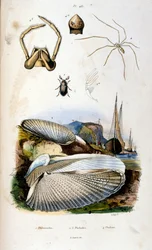 Illustrazione botanica e zoologica di F. E. Guerin. Da Dictionnaire pittoresque d