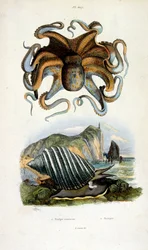 Illustrazione botanica e zoologica di F. E. Guerin. Da Dictionnaire pittoresque d