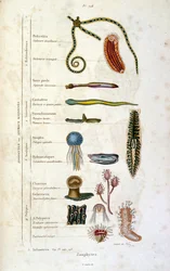 Illustrazione botanica e zoologica di F. E. Guerin. Da Dictionnaire pittoresque d