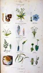 Illustrazione botanica e zoologica di F. E. Guerin. Da Dictionnaire pittoresque d