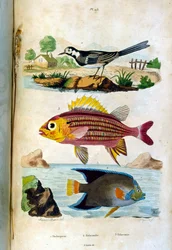 Illustrazione botanica e zoologica di F. E. Guerin. Da Dictionnaire pittoresque d