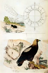 Illustrazione botanica e zoologica di F. E. Guerin. Da Dictionnaire pittoresque d