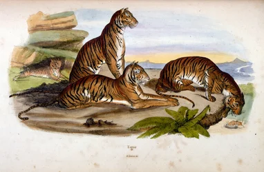 Illustrazione botanica e zoologica di F. E. Guerin. Da Dictionnaire pittoresque d