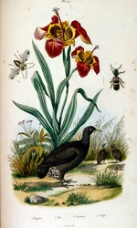 Illustrazione botanica e zoologica di F. E. Guerin. Da Dictionnaire pittoresque d