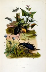 Illustrazione botanica e zoologica di F. E. Guerin. Da Dictionnaire pittoresque d