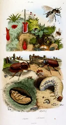 Illustrazione botanica e zoologica di F. E. Guerin. Da Dictionnaire pittoresque d