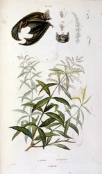 Illustrazione botanica e zoologica di F. E. Guerin. Da Dictionnaire pittoresque d